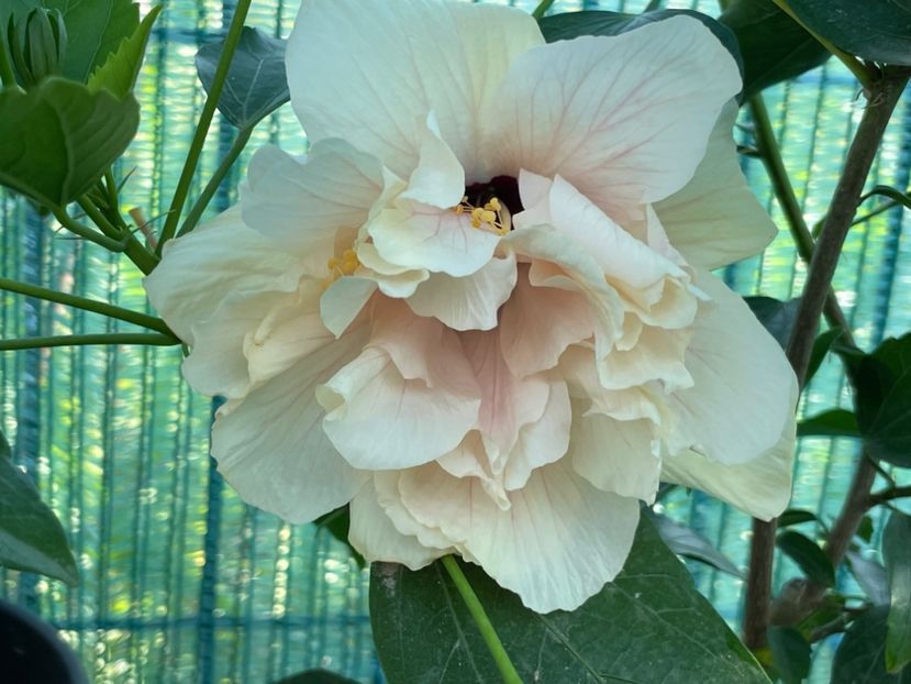  - Clasici - Apricot Dublu și Alb Dublu