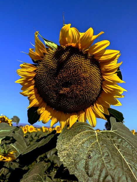  - Universul Natura si lumea sufletului meu