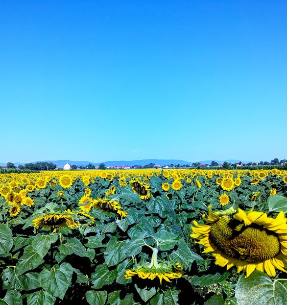  - Universul Natura si lumea sufletului meu