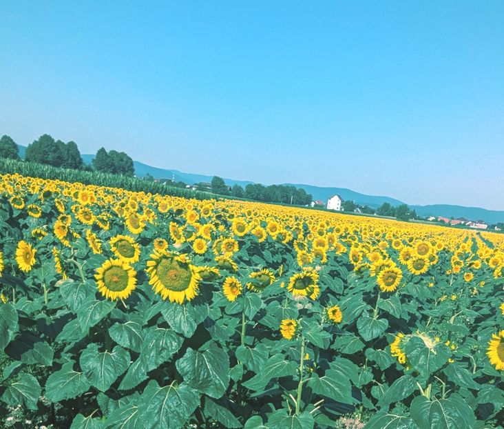  - Universul Natura si lumea sufletului meu