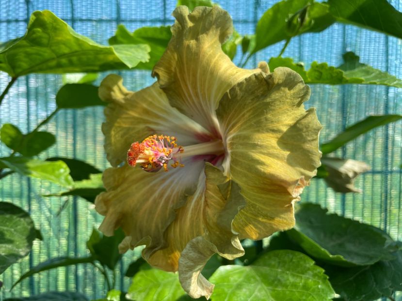  - Moorea Green Gold Pearl