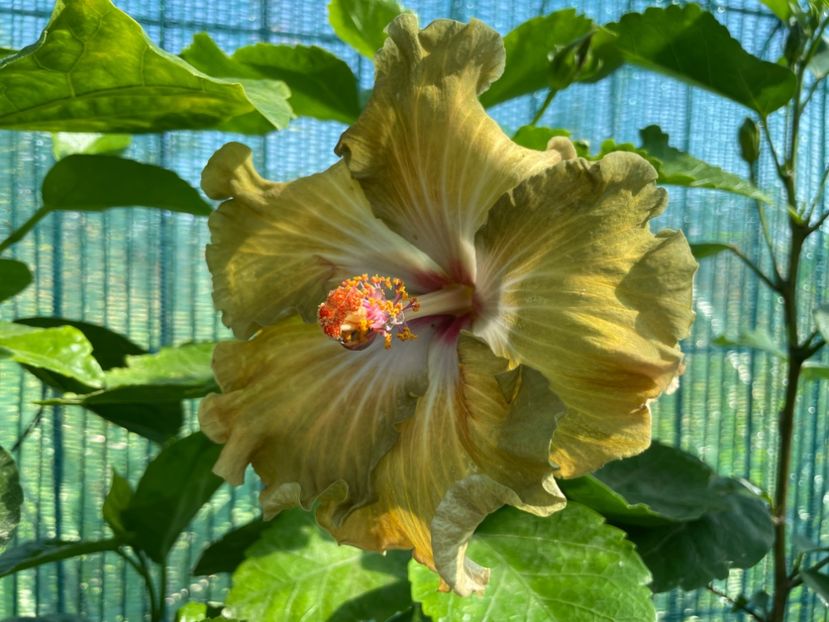  - Moorea Green Gold Pearl