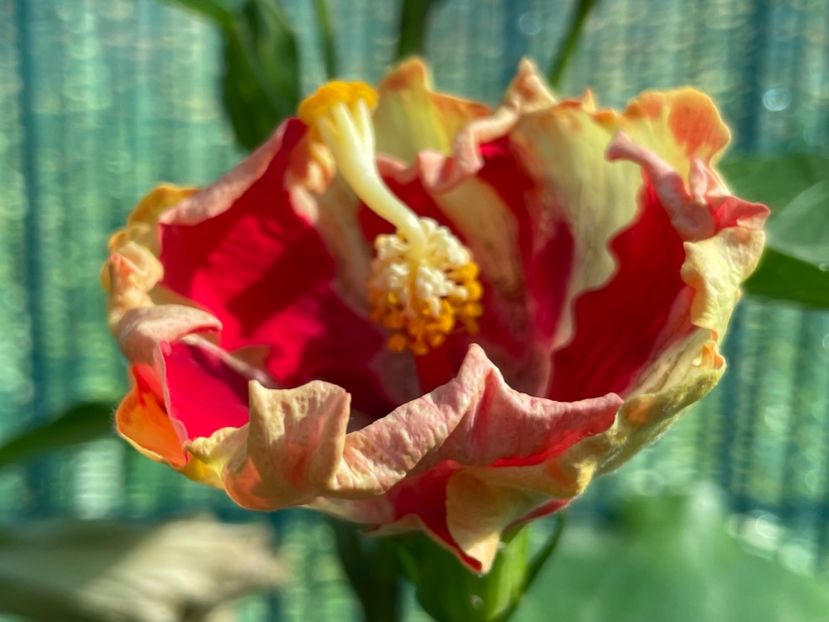  - 001 - Hibiscusi 2024 - 1