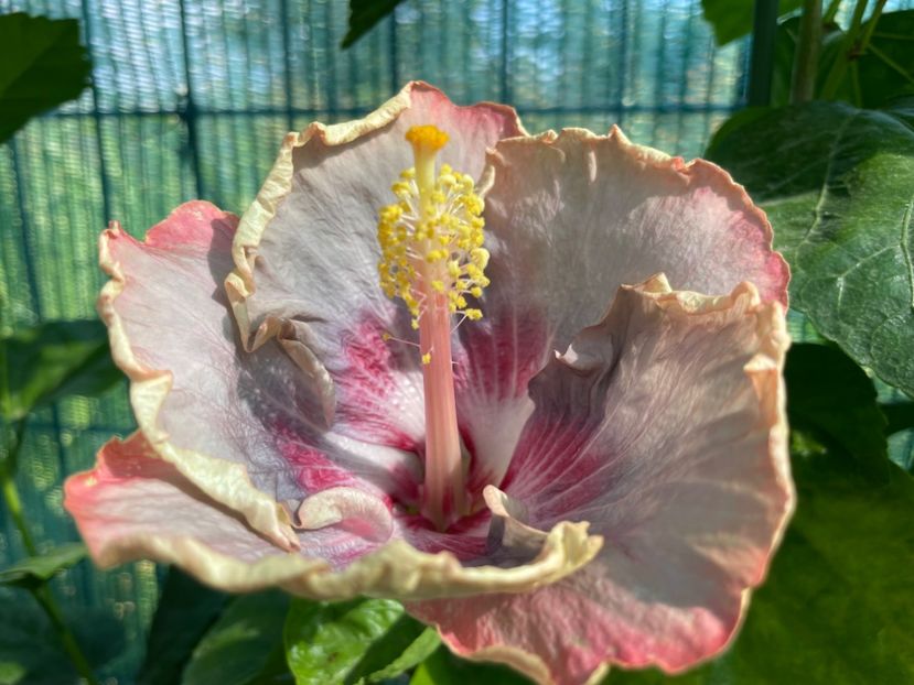  - 001 - Hibiscusi 2024 - 1