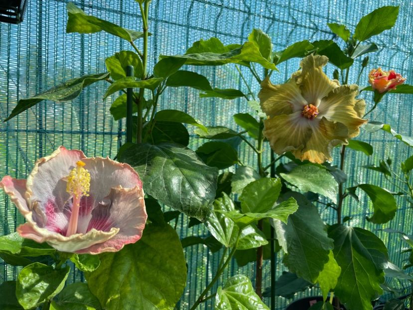  - 001 - Hibiscusi 2024 - 1