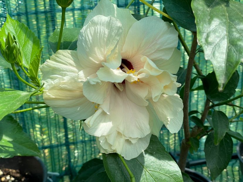  - Clasici - Apricot Dublu și Alb Dublu