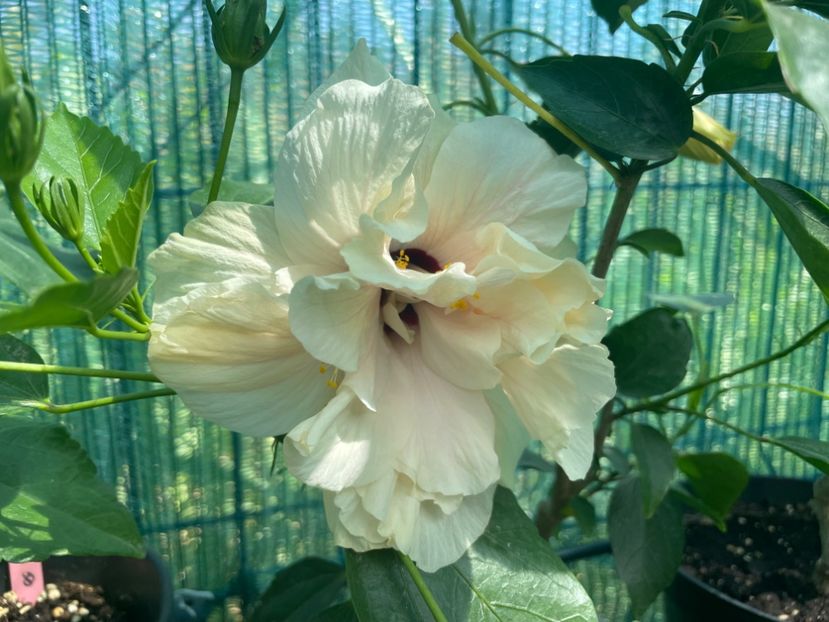  - Clasici - Apricot Dublu și Alb Dublu