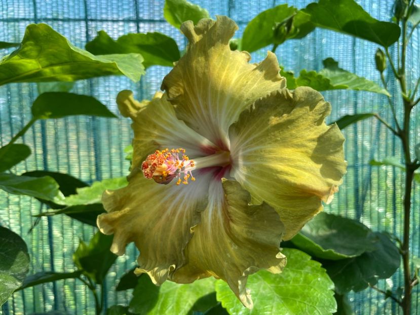  - Moorea Green Gold Pearl