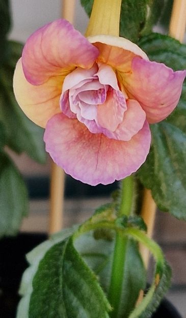 Abendrot - Achimenes 2024