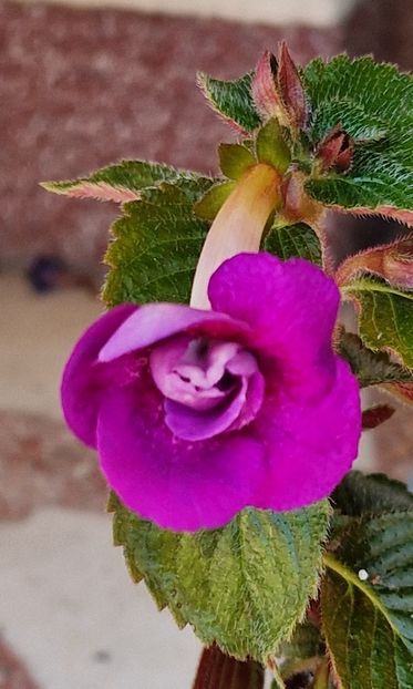 Rf s Cupido - Achimenes 2024