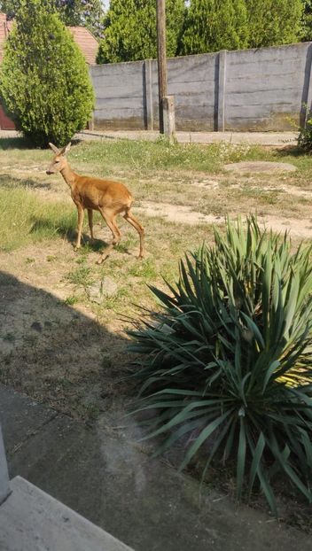 - Gradina si terasa PrimaLuce_6-Animalutele noastre