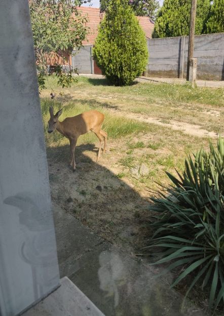  - Gradina si terasa PrimaLuce_6-Animalutele noastre