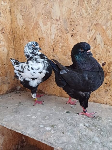 IMG-20240713-WA0002 - Kingi