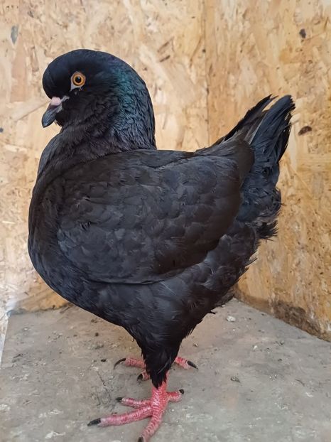 IMG-20240713-WA0001 - Kingi