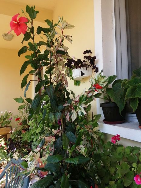  - Balsam pentru suflet
