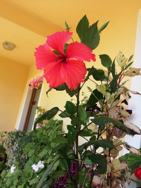  - Balsam pentru suflet