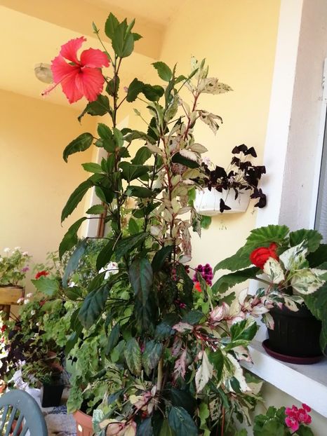  - Balsam pentru suflet