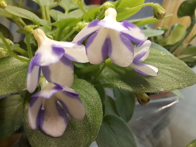  - Violeta Pony Ride - flower chimera