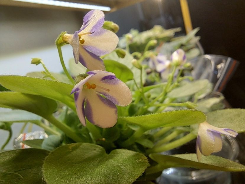  - Violeta Pony Ride - flower chimera