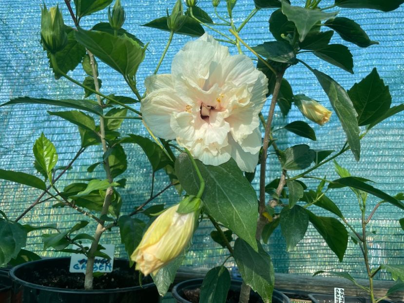  - Clasici - Apricot Dublu și Alb Dublu