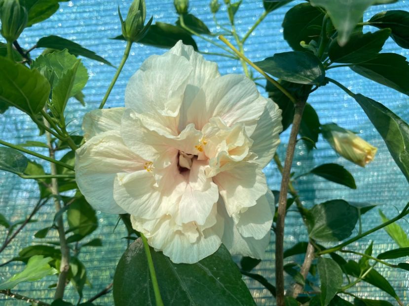  - Clasici - Apricot Dublu și Alb Dublu