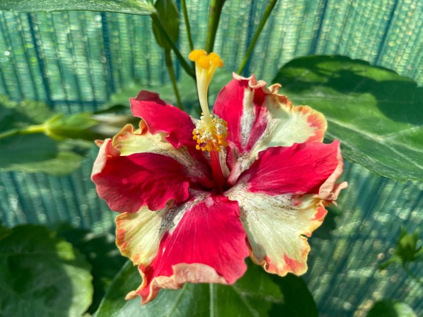  - 001 - Hibiscusi 2024 - 1