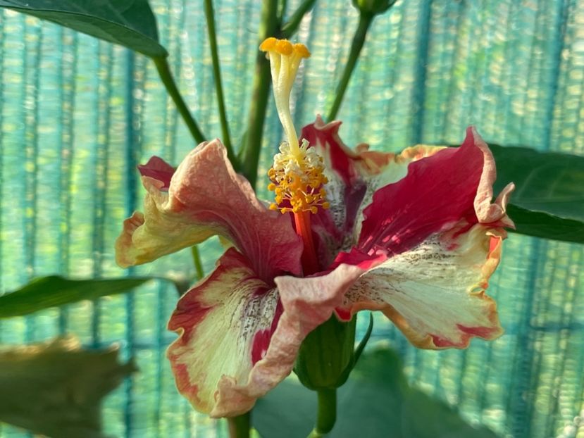  - 001 - Hibiscusi 2024 - 1