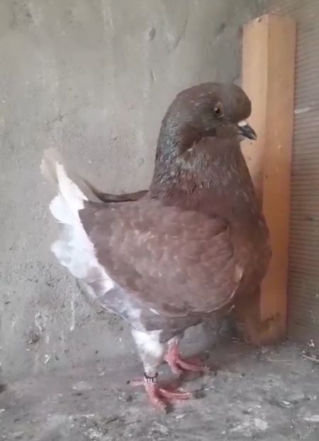 Screenshot_20240710-164426_WhatsApp - Kingi