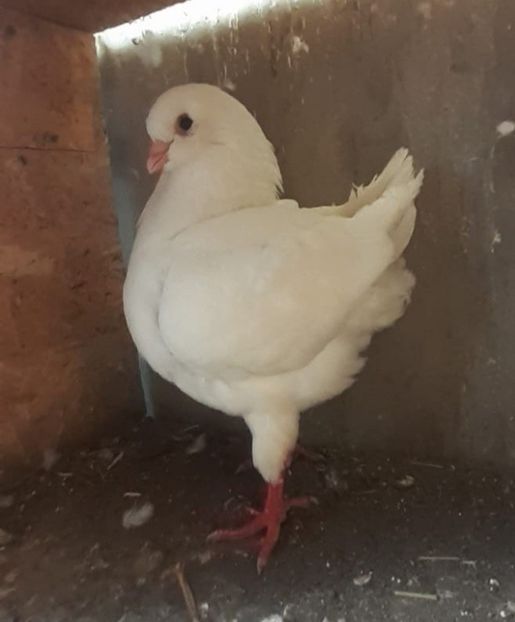 Screenshot_20240710-163844_WhatsApp - Kingi