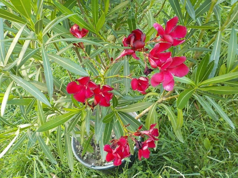  - hegies szirmus nr 63