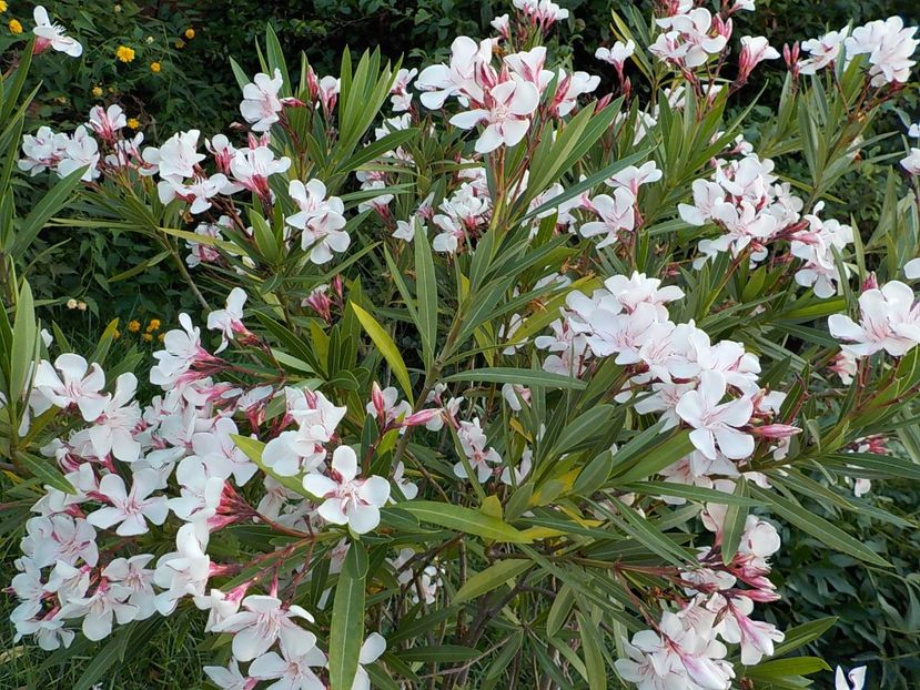  - harriet newding nr45