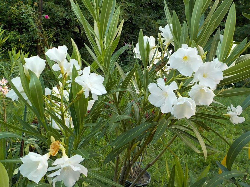  - mont blanc leandru nr 22