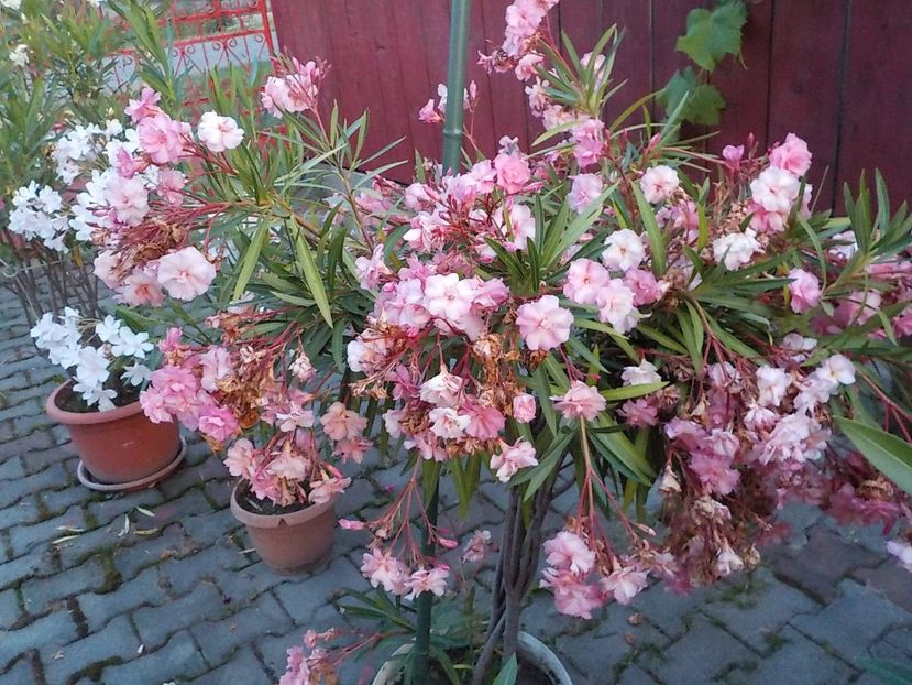  - mrs roeding nr- 53