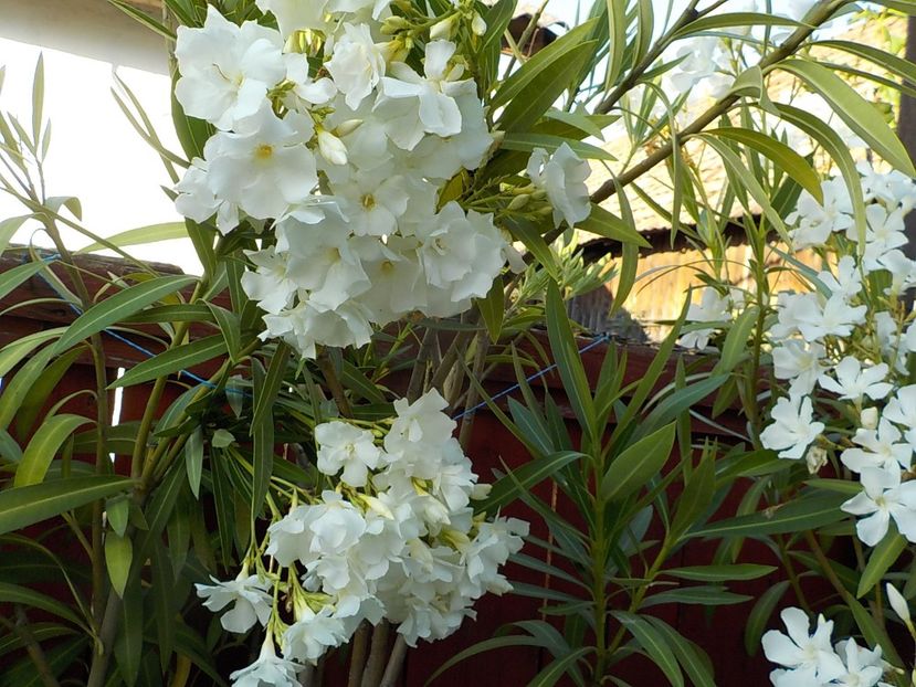  - mont blanc leandru nr 22