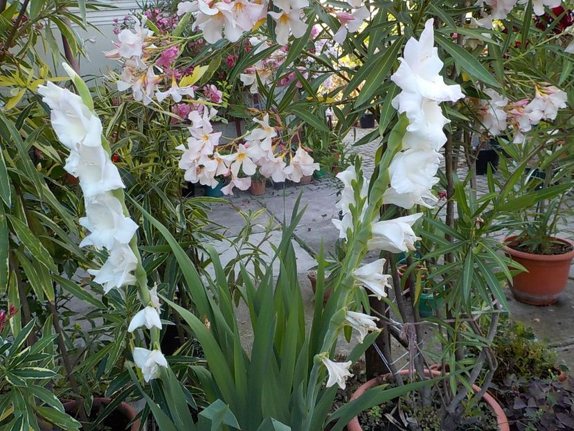  - gladiole