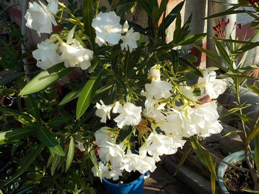  - mont blanc leandru nr 22