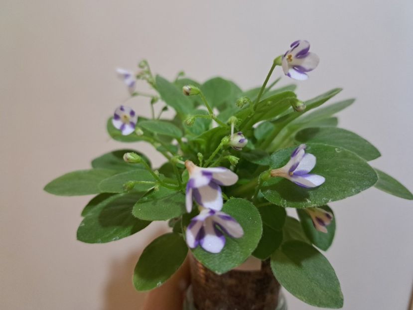  - Violeta Pony Ride - flower chimera