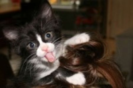 www_avatarele_ro__1211962491_486076 - Animalele oamenii evet
