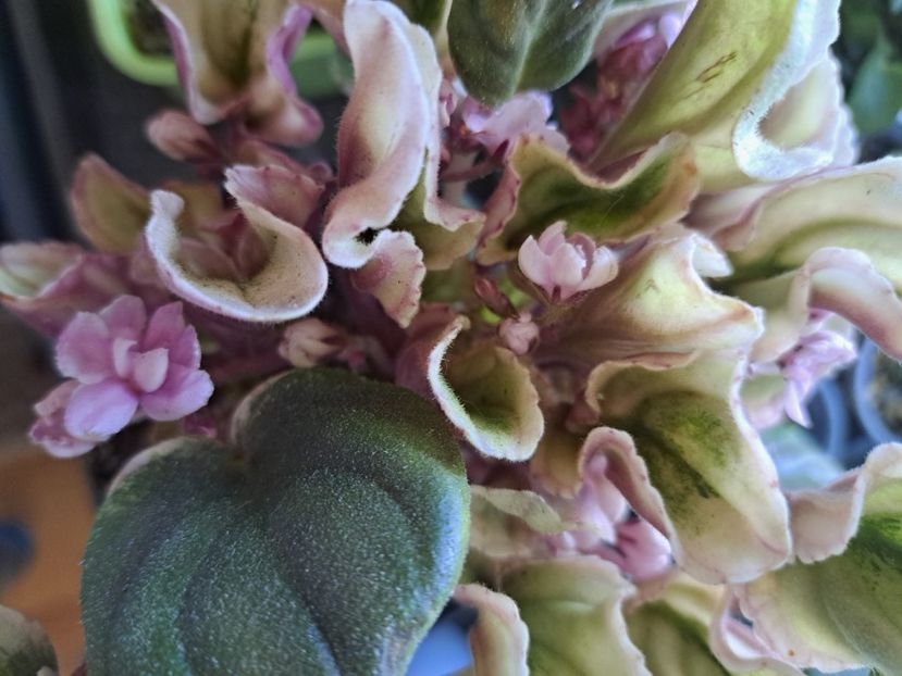  - Violeta Mac s Tiamat