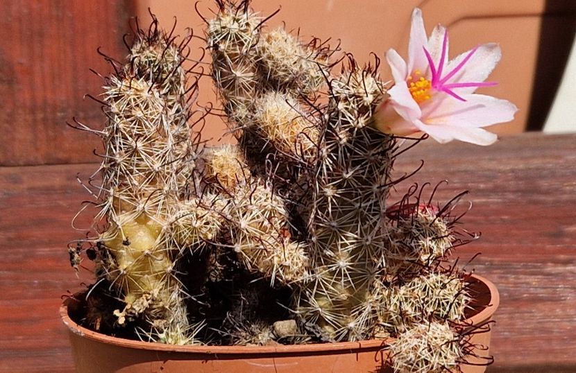 Mammillaria thornberi- alta premiera la inflorire in 2024 - Mammillaria