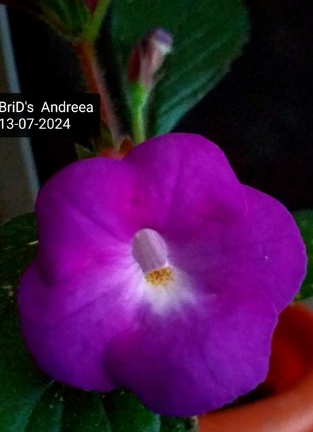  - ACHIMENES - 2024