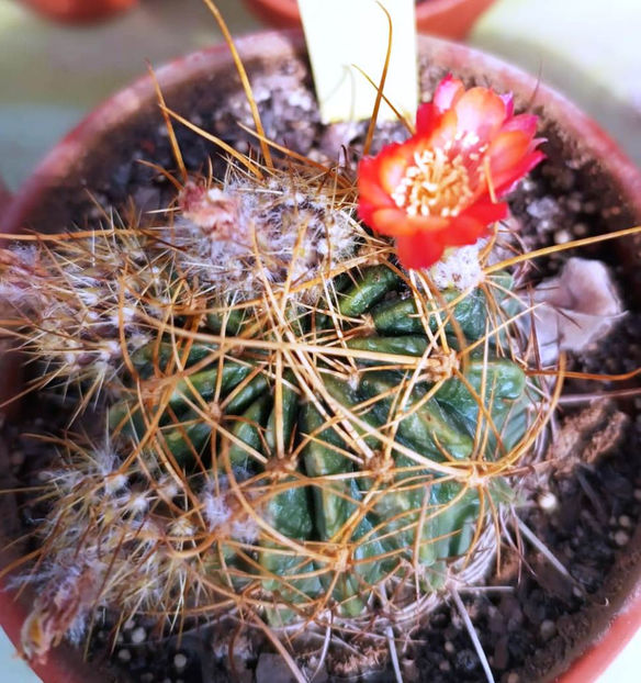 acanthocalycium minutum - Acanthocalycium minutum