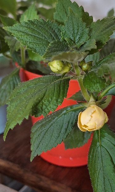 31.BriDs Limonela - 15 Achimenes 2024