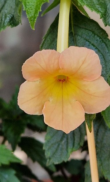 Sweet & Sour - Achimenes 2024