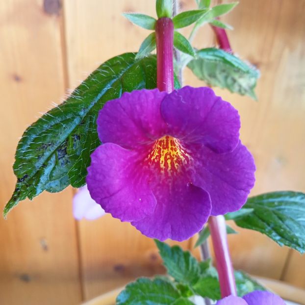 2024 - Purple Kimono