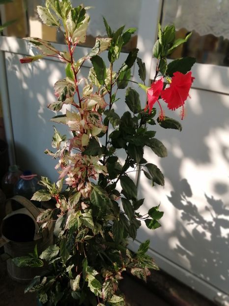  - Balsam pentru suflet