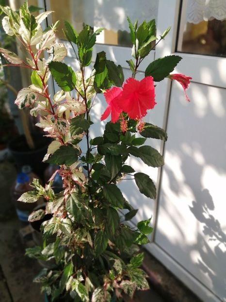  - Balsam pentru suflet