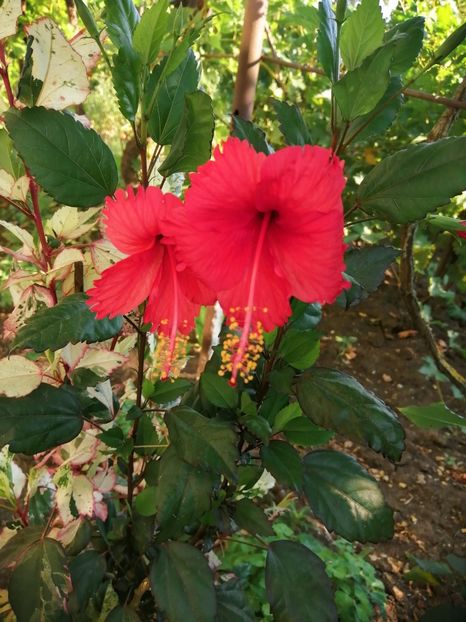  - Balsam pentru suflet