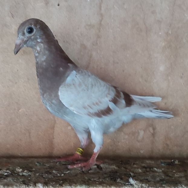 Pui 24-531 - Porumbei vanduti