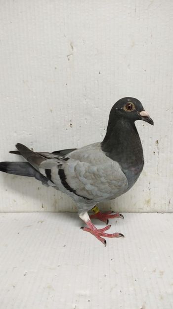  - De vânzare voiajori pui 2024